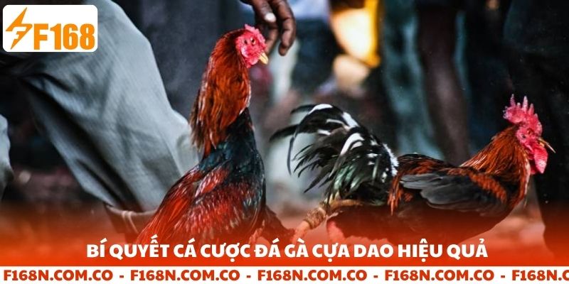 Bí quyết cá cược đá gà cựa dao hiệu quả