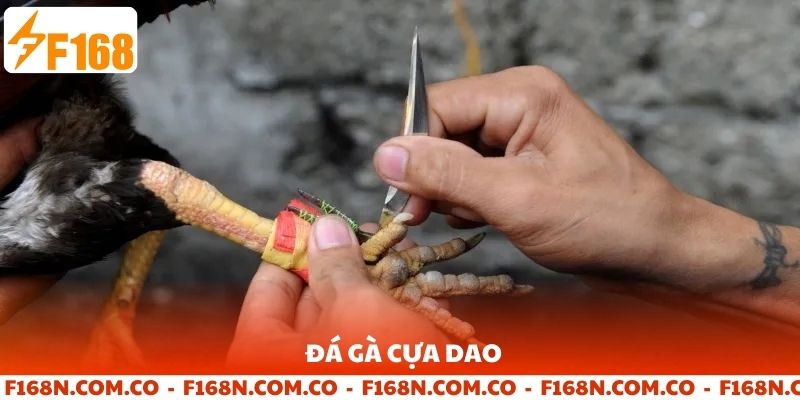 Đá gà cựa dao