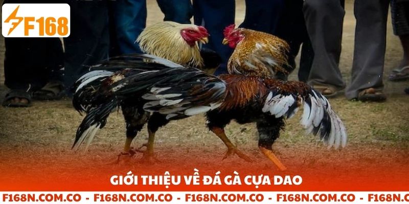 Giới thiệu về đá gà cựa dao f168