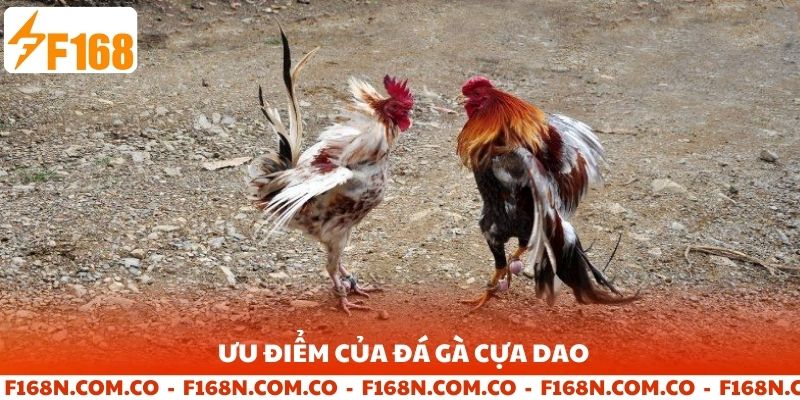 Ưu điểm của bộ môn đá gà cựa dao